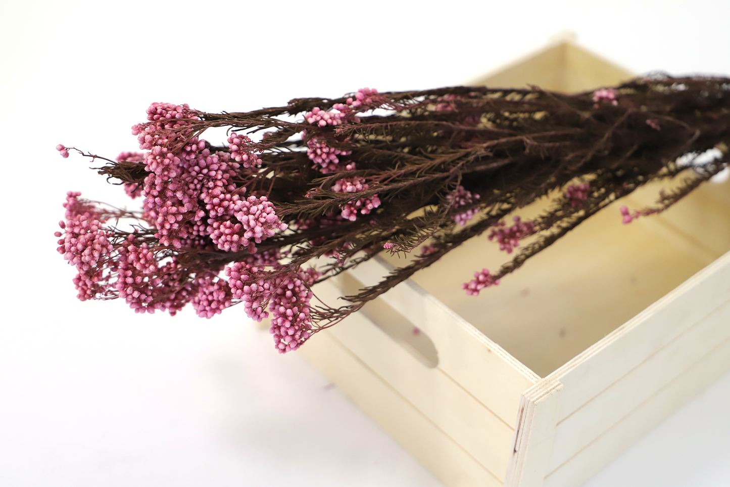 Getrocknete Reisblumen in sieben Farben (Bund)