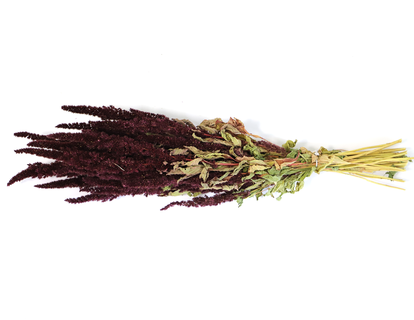 Getrockneter weinroter Amaranthus (Bund)