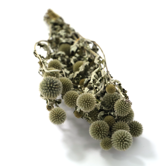 Rustikale getrocknete Kugeldistel (Bund)