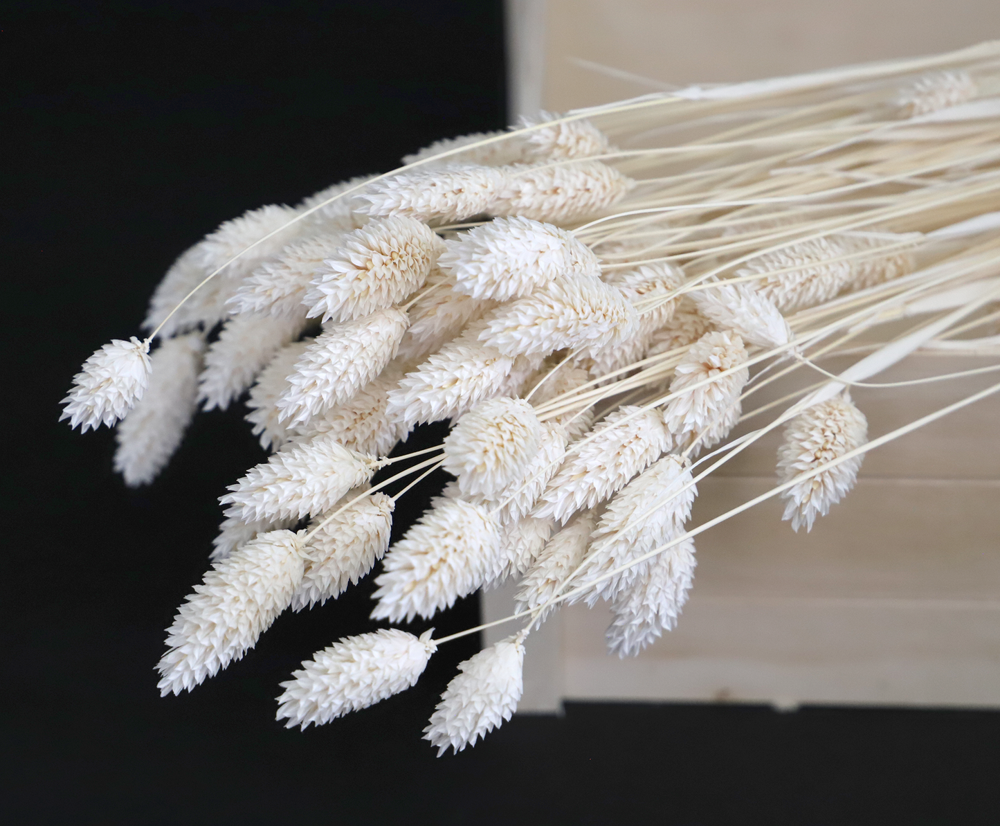 Getrockneter Phalaris in vielen Farben (Bund)