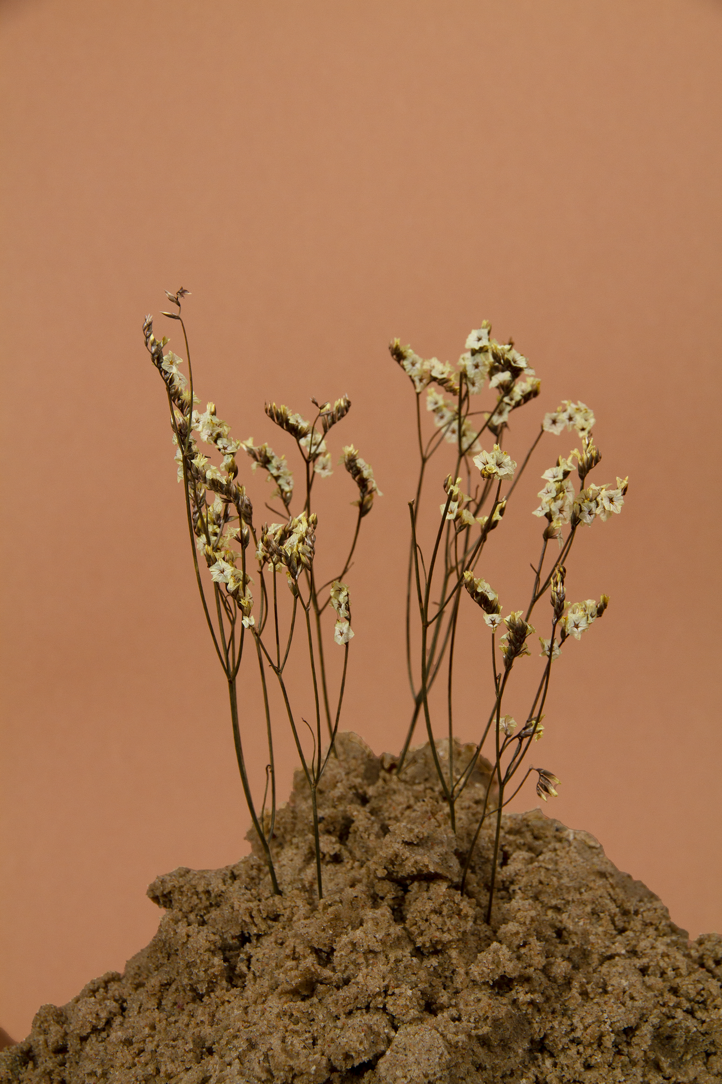 Getrocknetes Crystal Gras in vielen Farben (Bund)