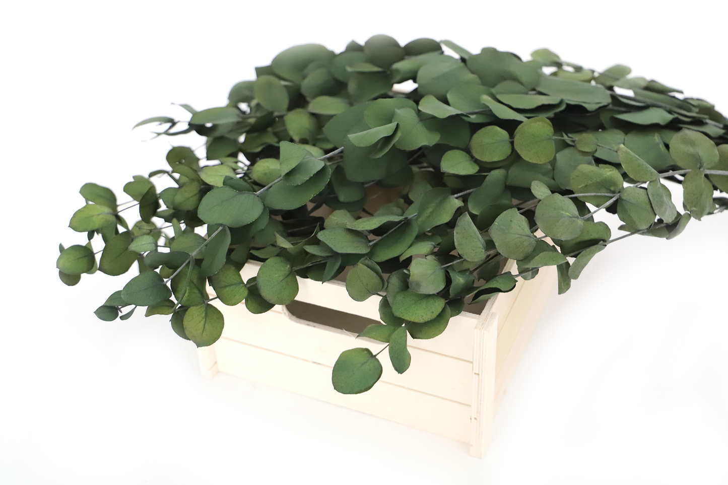 Getrockneter Eukalyptus in zwei Blattgrößen (Bund)