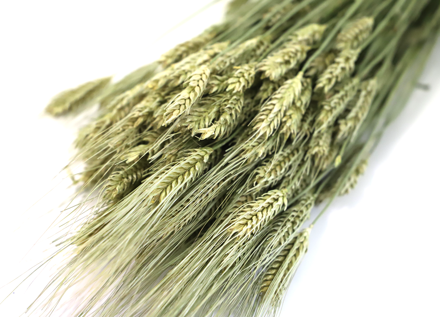 Getrocknete Gerste, natur (Bund)