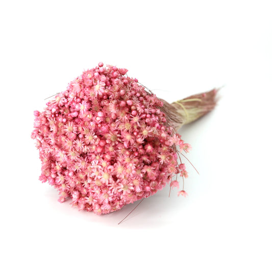 Marcela Trockenblumen in zwei Farben (Bund)