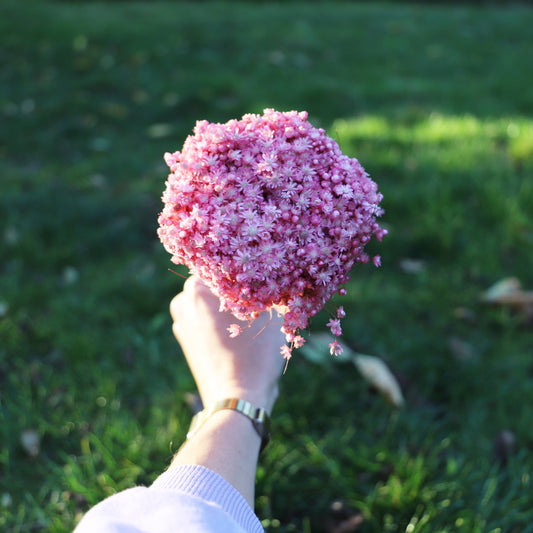 Marcela Trockenblumen in zwei Farben (Bund)