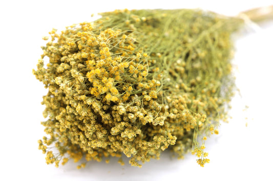 Getrockneter Ginster in natur und rot (Bund)