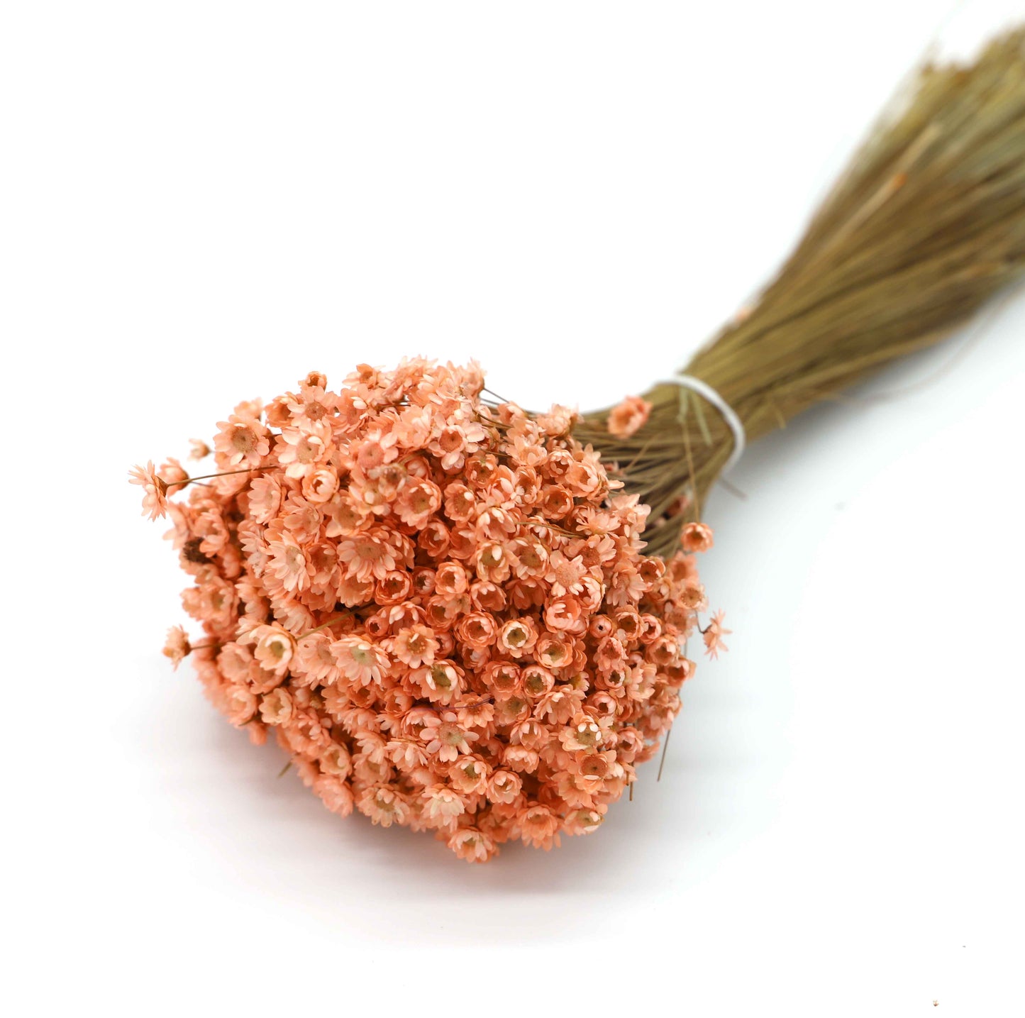 Getrocknete Glixia in wunderschönem Rosa (Bund)