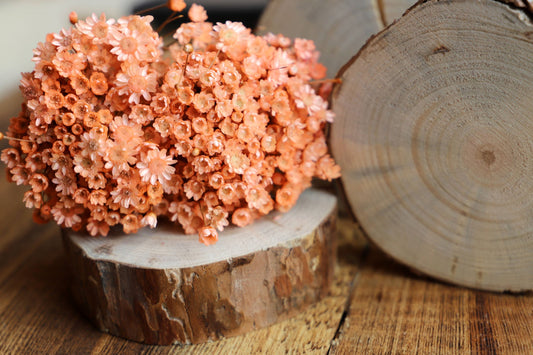 Getrocknete Glixia in wunderschönem Rosa (Bund)