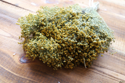 Getrockneter Ginster in natur und rot (Bund)