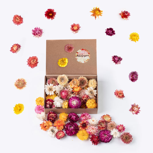 60 getrocknete Strohblumenköpfe – farblich sortiert