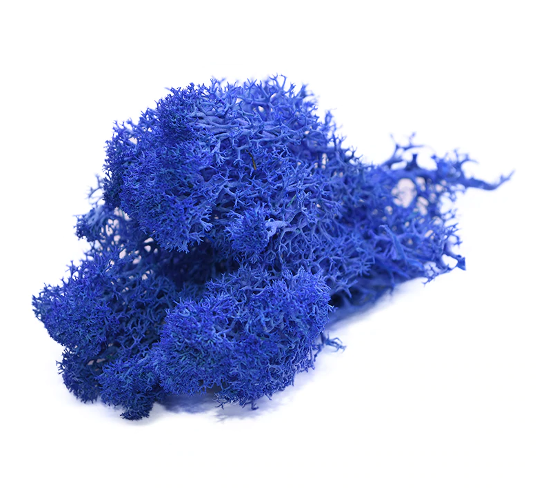 Getrocknetes Moos in vielen Farben