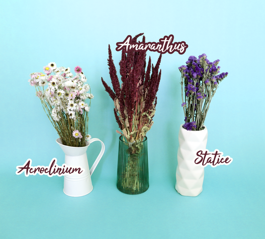 Getrockneter weinroter Amaranthus (Bund)