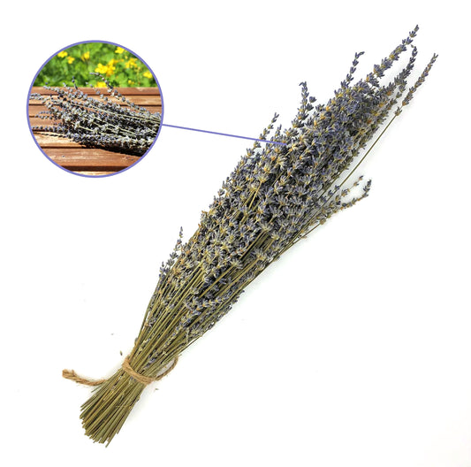 Getrockneter Lavendel in zwei Farben (Bund)