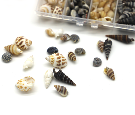 Kleine Mini Muscheln zum Verzieren (100 Stück)