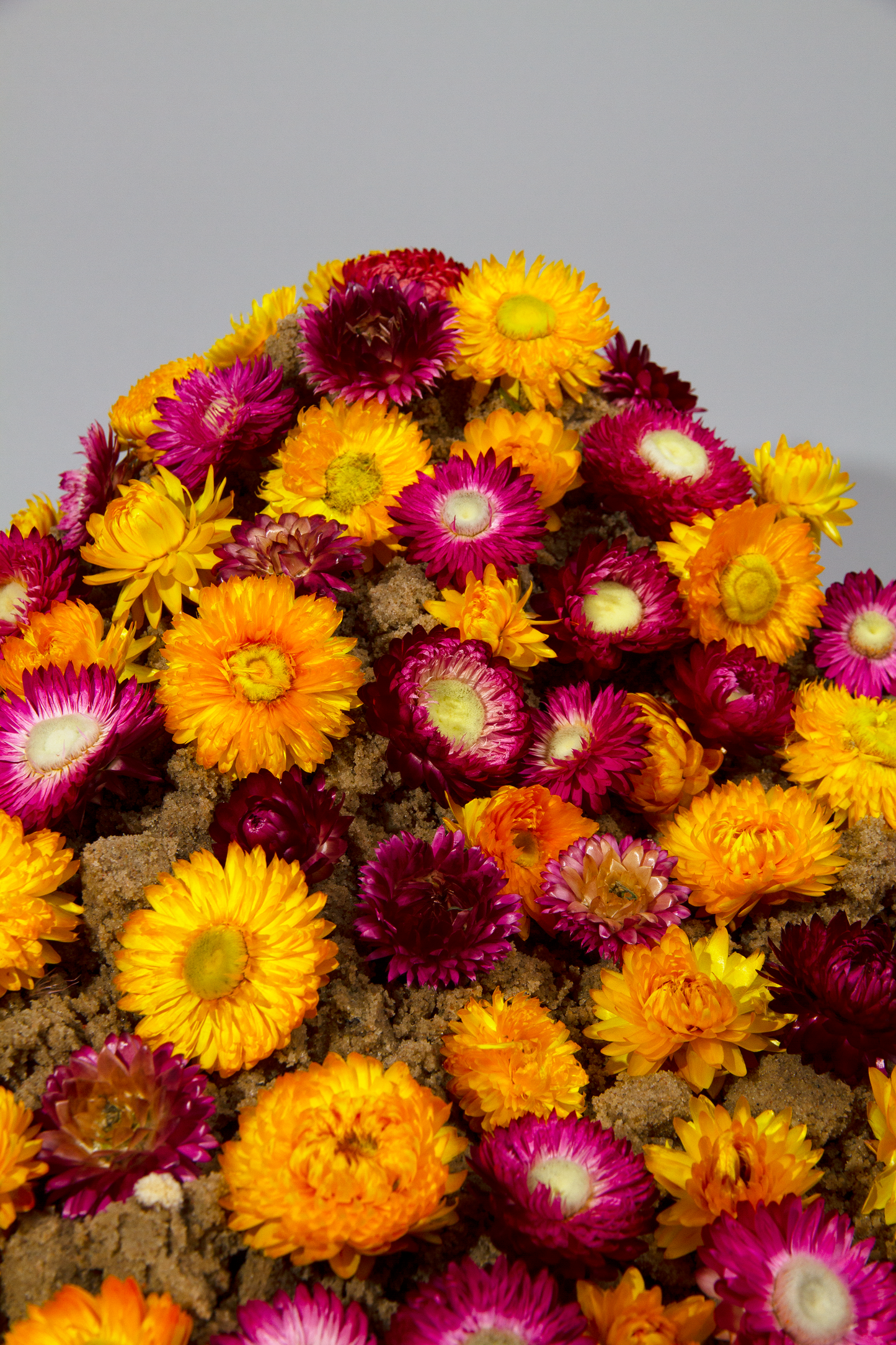 60 getrocknete Strohblumenköpfe – farblich sortiert
