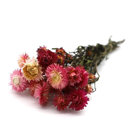 Strohblumen in zwei Farben (Bund)