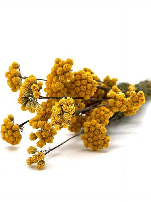 Lona Trockenblumen in sonnigem Gelb (Bund)