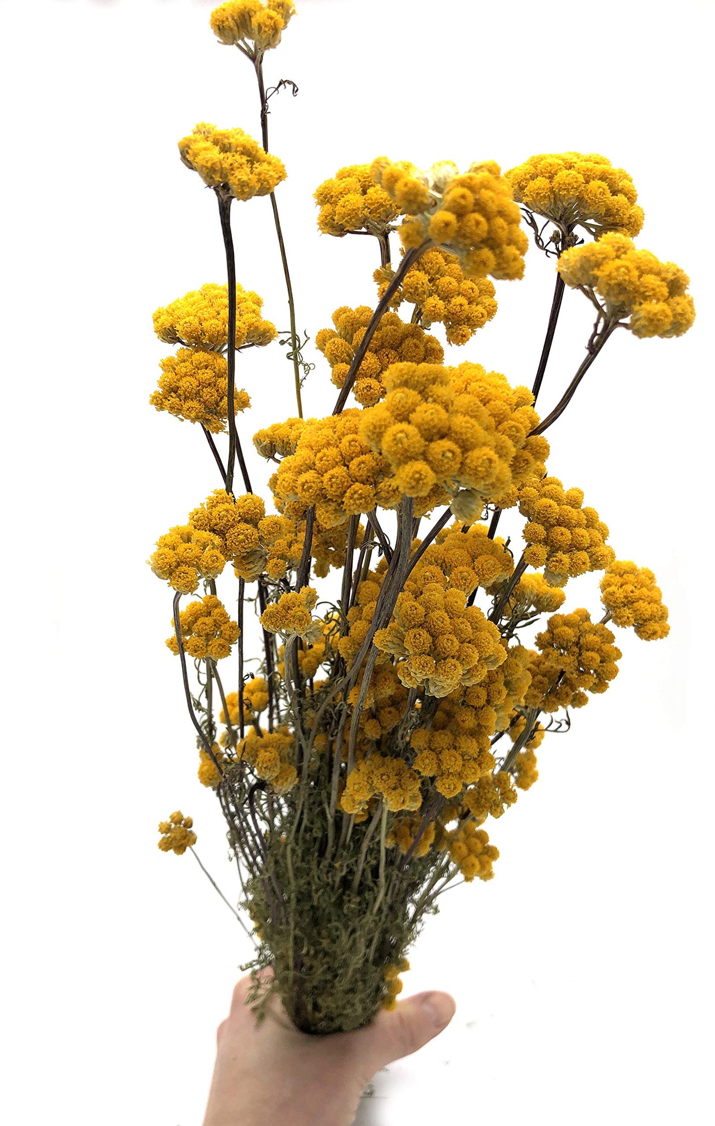 Lona Trockenblumen in sonnigem Gelb (Bund)