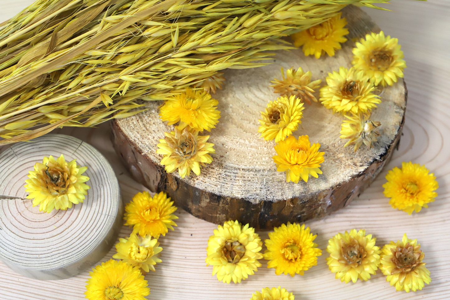 60 getrocknete Strohblumenköpfe – farblich sortiert