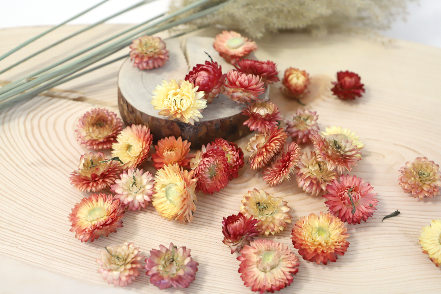 60 getrocknete Strohblumenköpfe – farblich sortiert
