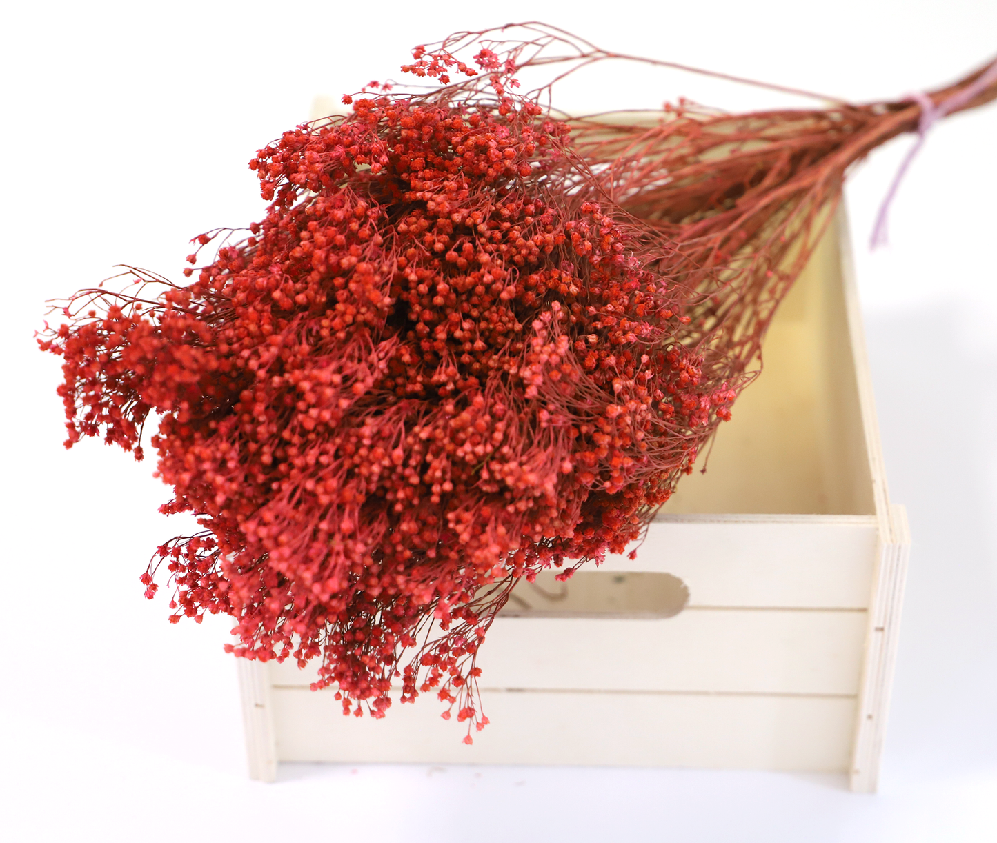 Getrockneter Ginster in natur und rot (Bund)