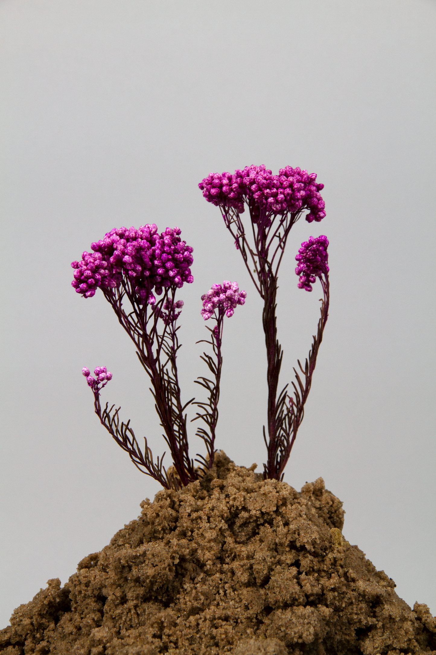 Getrocknete Reisblumen in sieben Farben (Bund)