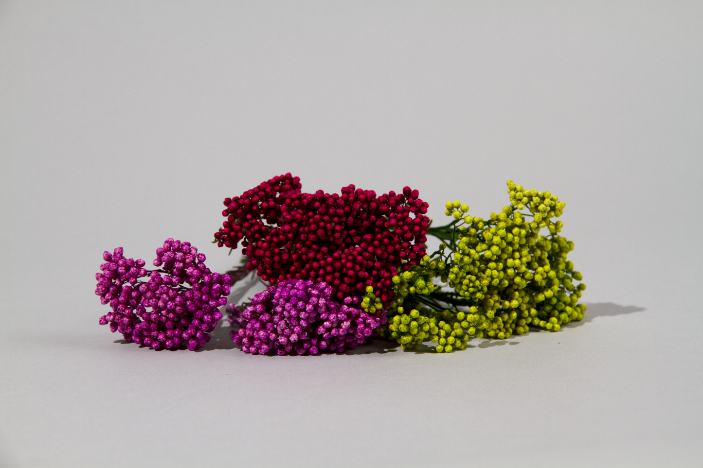 Getrocknete Reisblumen in sieben Farben (Bund)