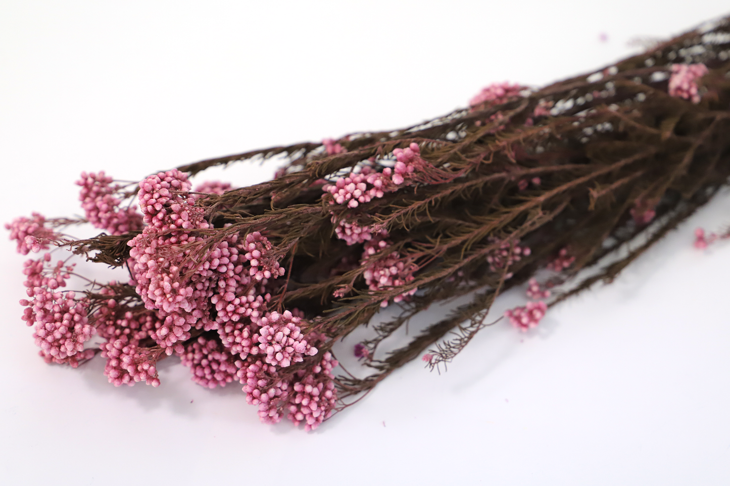 Getrocknete Reisblumen in sieben Farben (Bund)