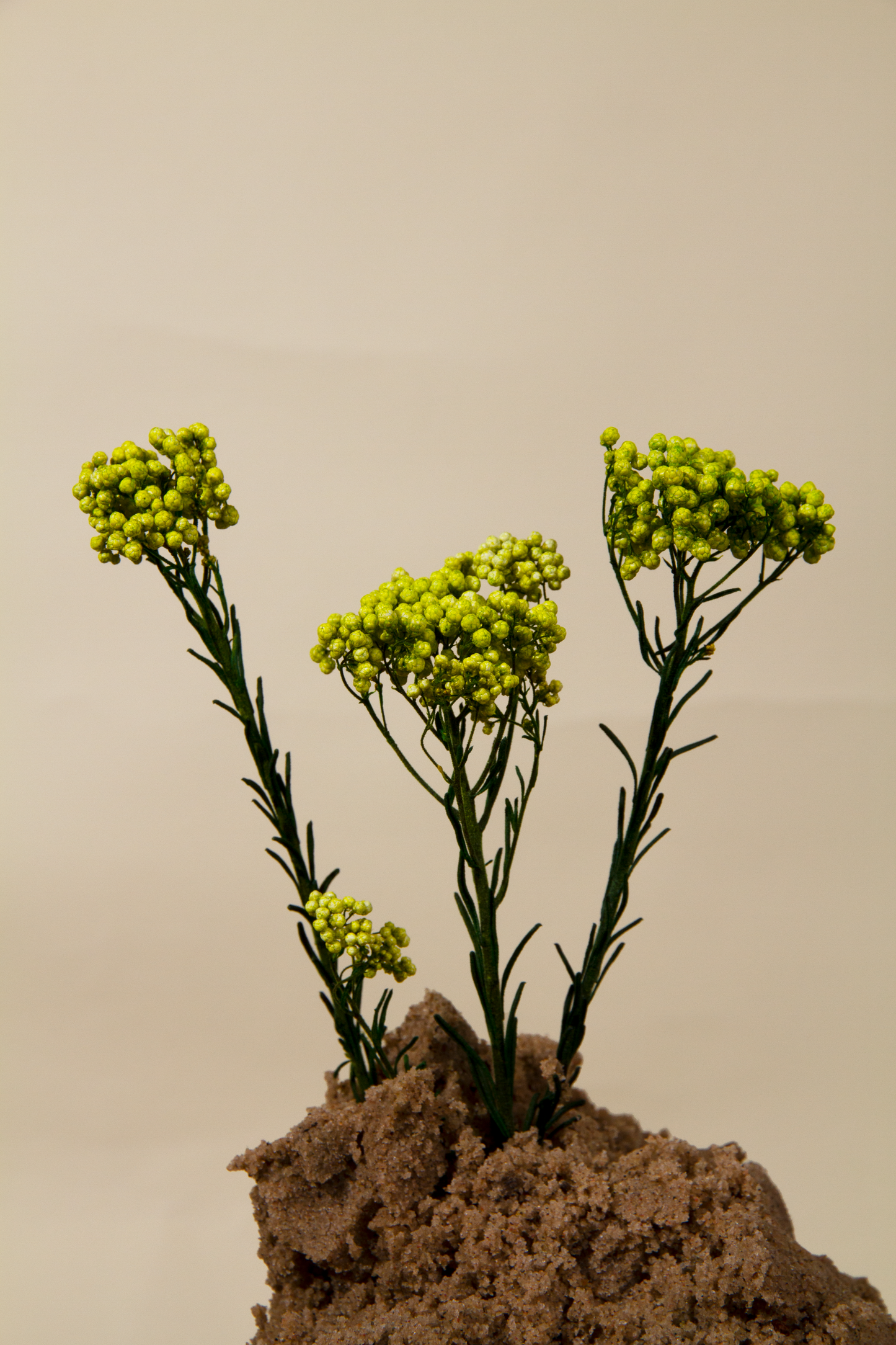 Getrocknete Reisblumen in sieben Farben (Bund)