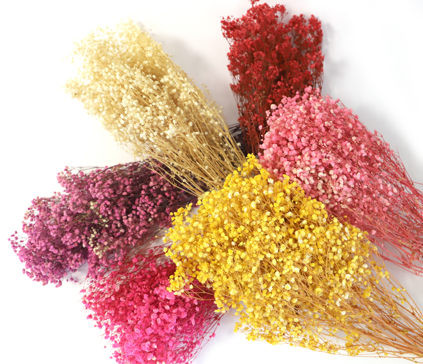 Getrocknetes filigranes Schleierkraut in zarten Farben (Bund)