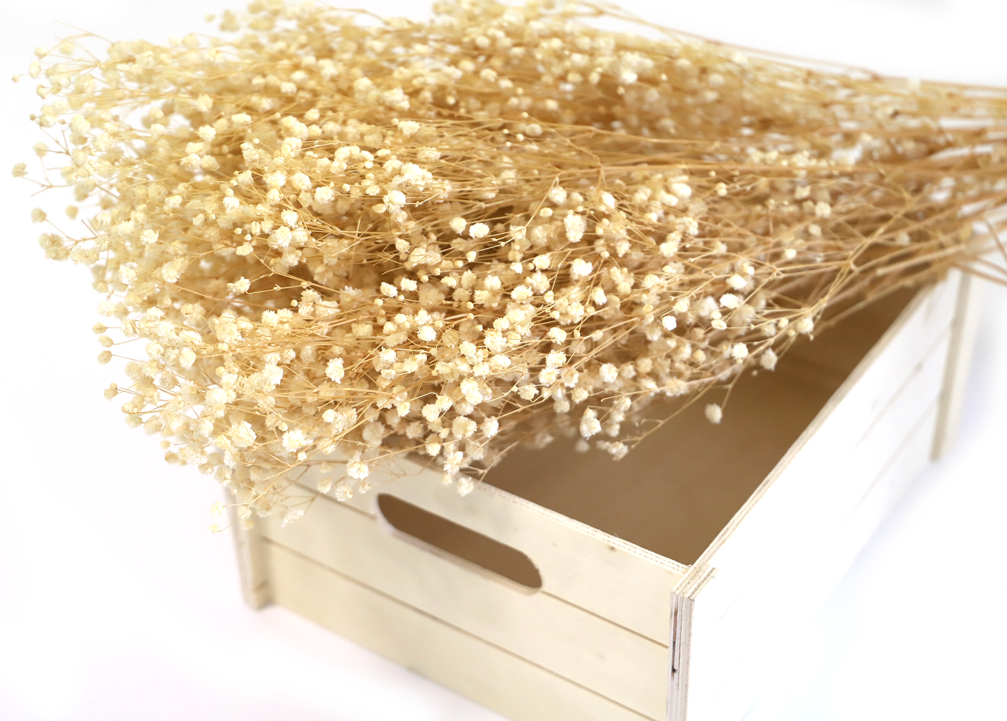 Getrocknetes filigranes Schleierkraut in zarten Farben (Bund)