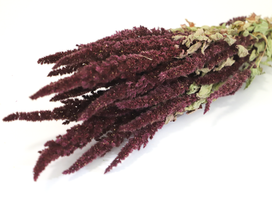 Getrockneter weinroter Amaranthus (Bund)