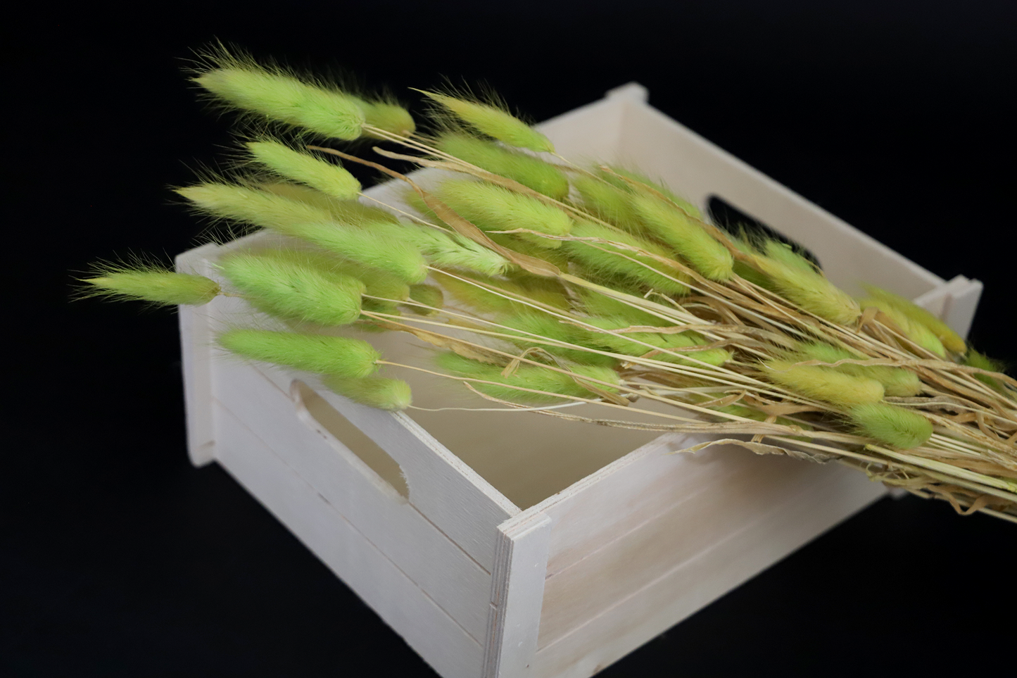 Getrockneter Lagurus in vier schönen Farben (Bund)