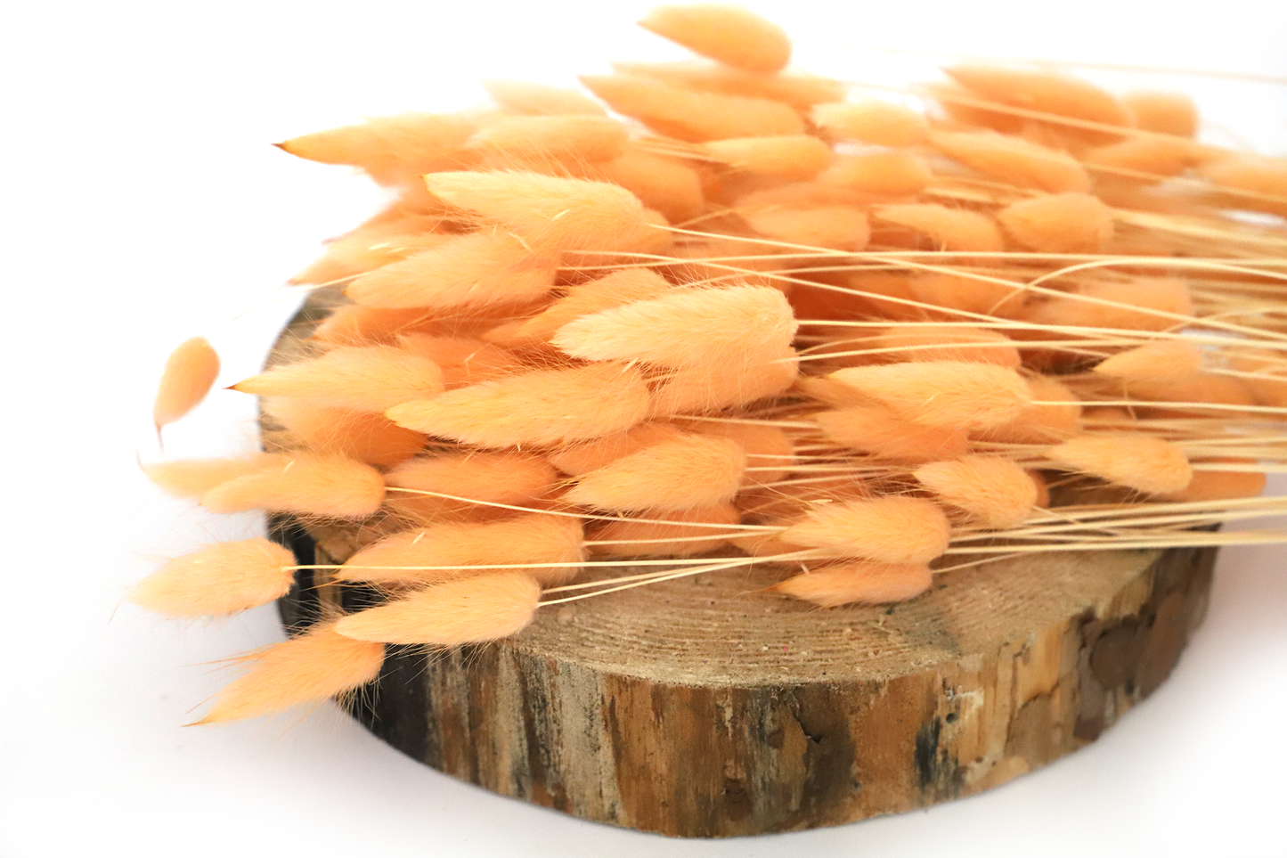 Getrockneter Lagurus in vier schönen Farben (Bund)