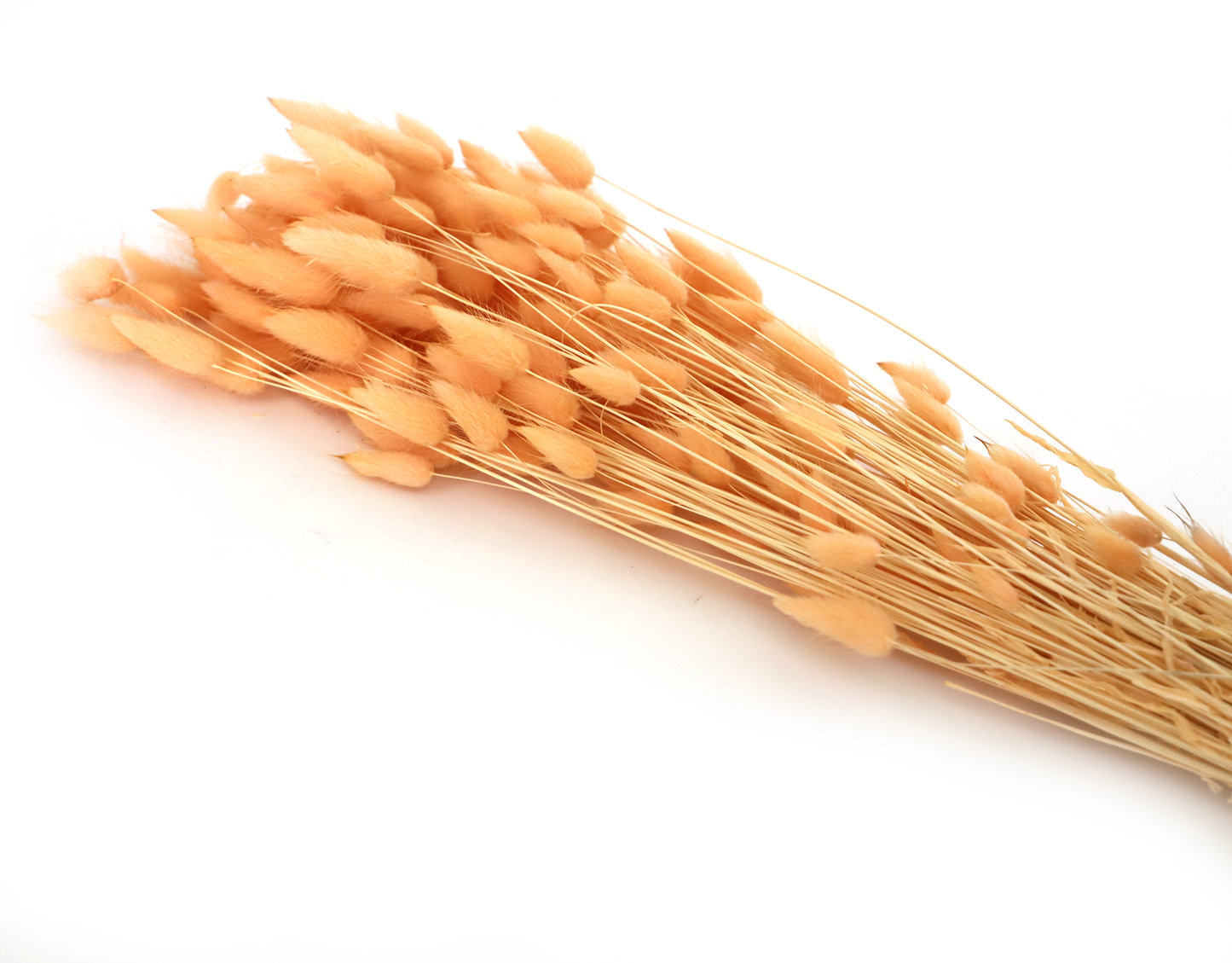 Getrockneter Lagurus in vier schönen Farben (Bund)