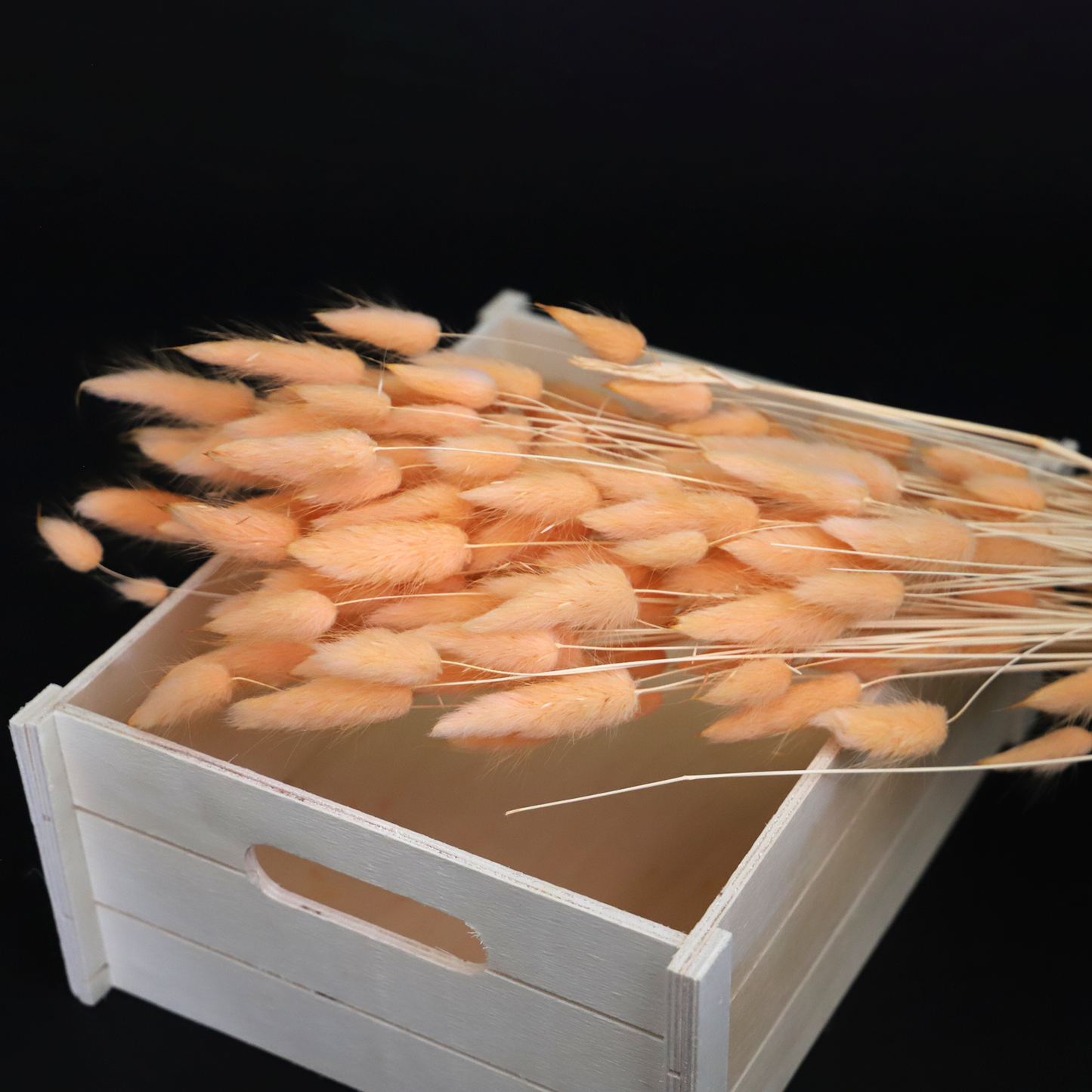 Getrockneter Lagurus in vier schönen Farben (Bund)