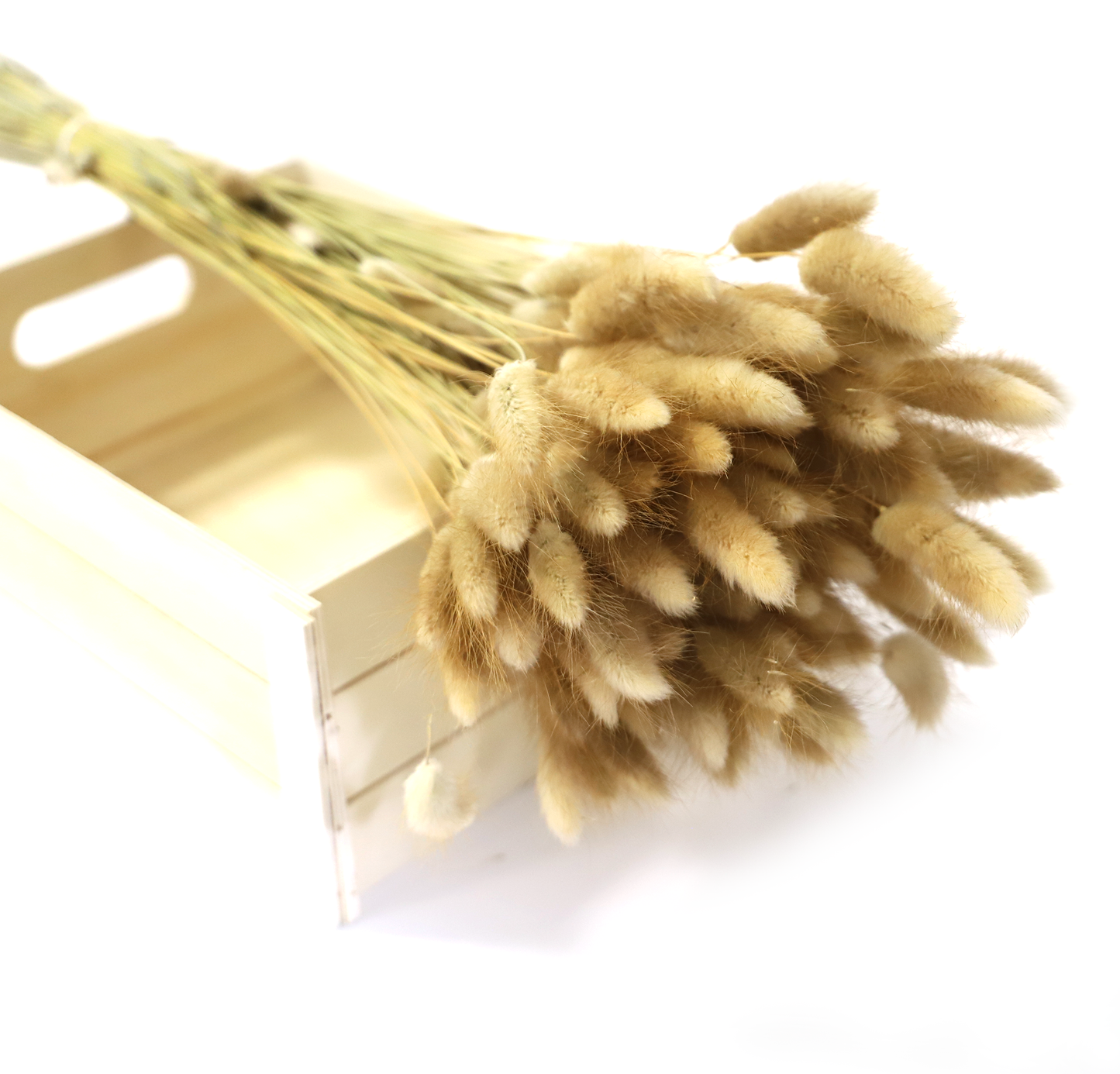 Getrockneter Lagurus in vier schönen Farben (Bund)