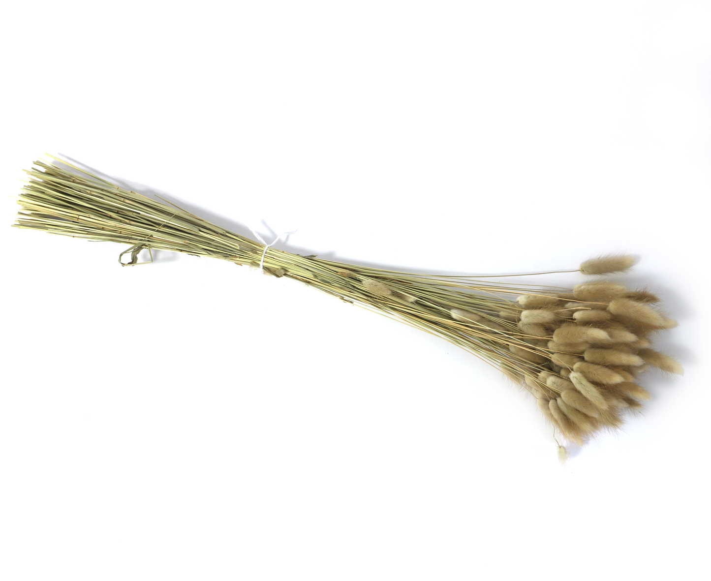 Getrockneter Lagurus in vier schönen Farben (Bund)