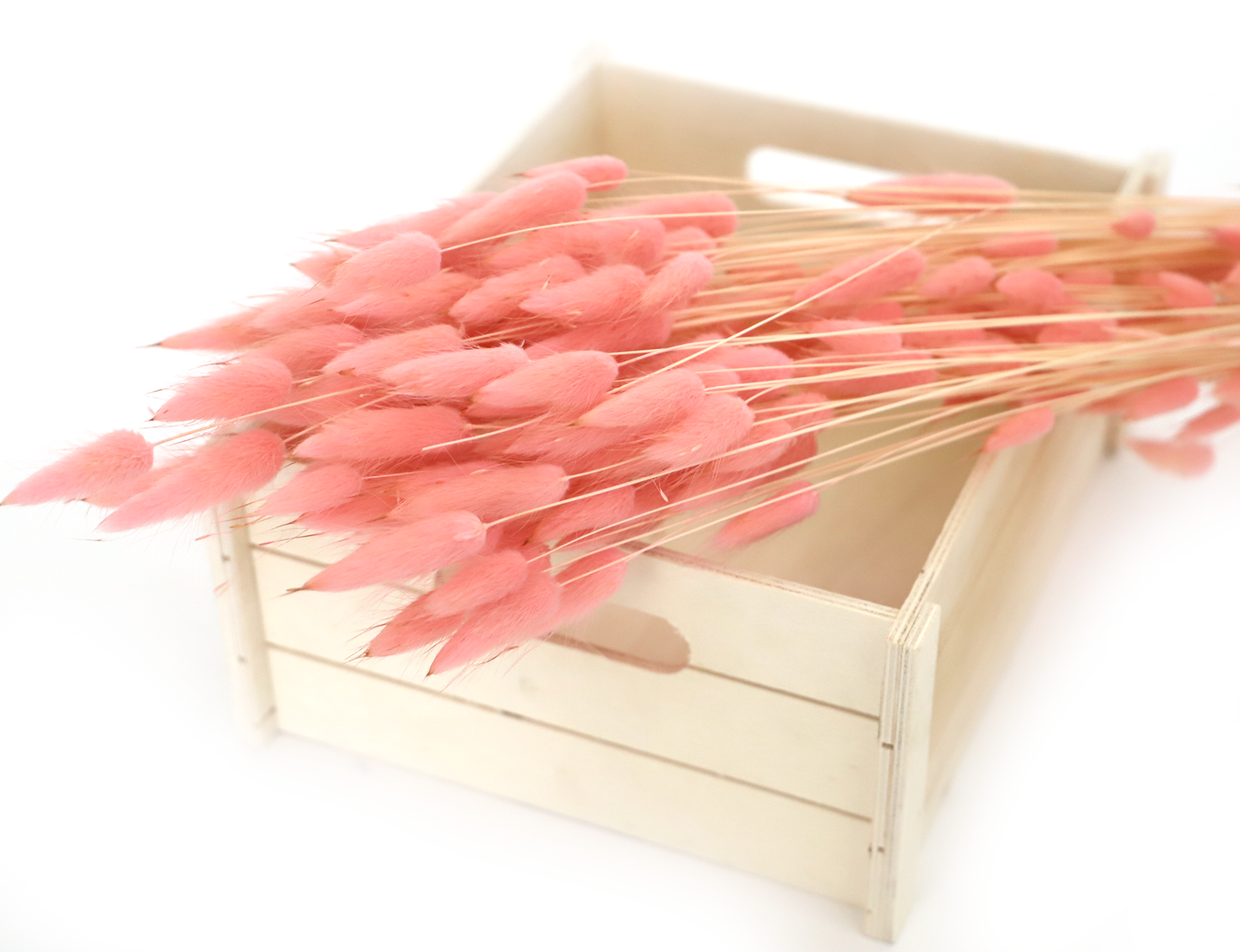 Getrockneter Lagurus in vier schönen Farben (Bund)