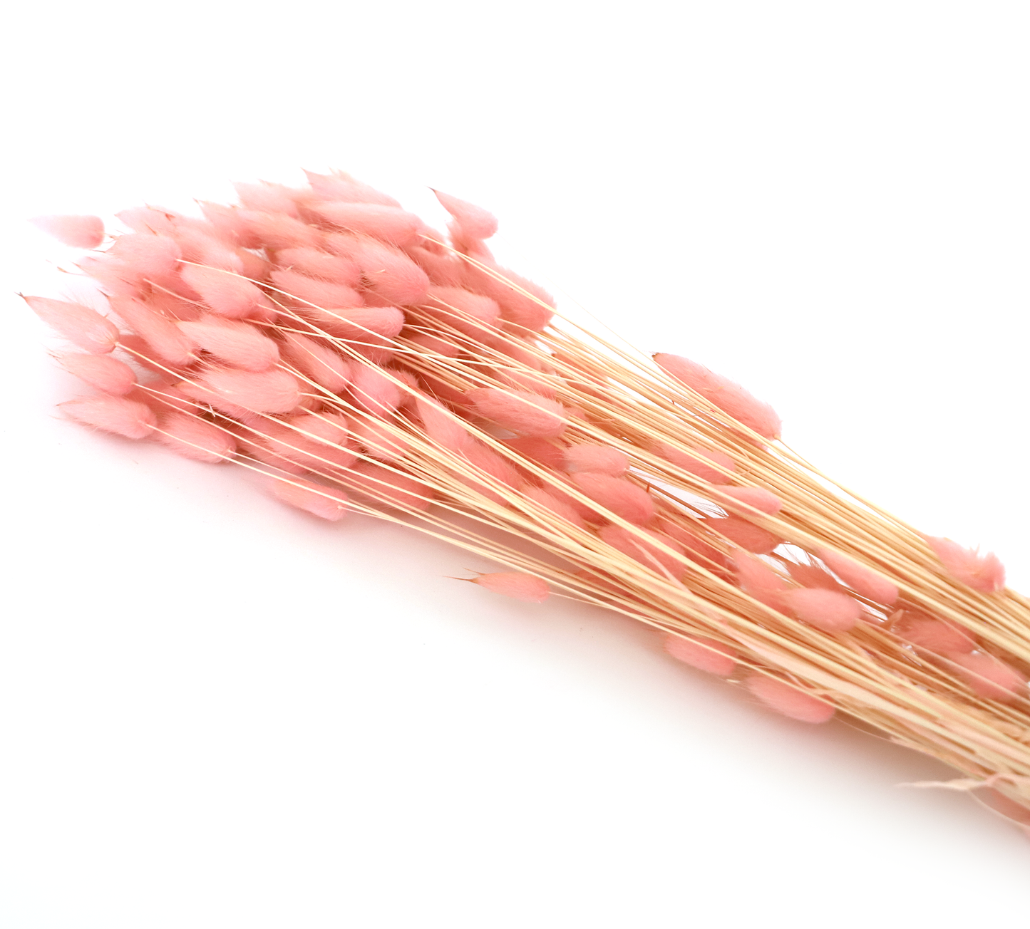 Getrockneter Lagurus in vier schönen Farben (Bund)