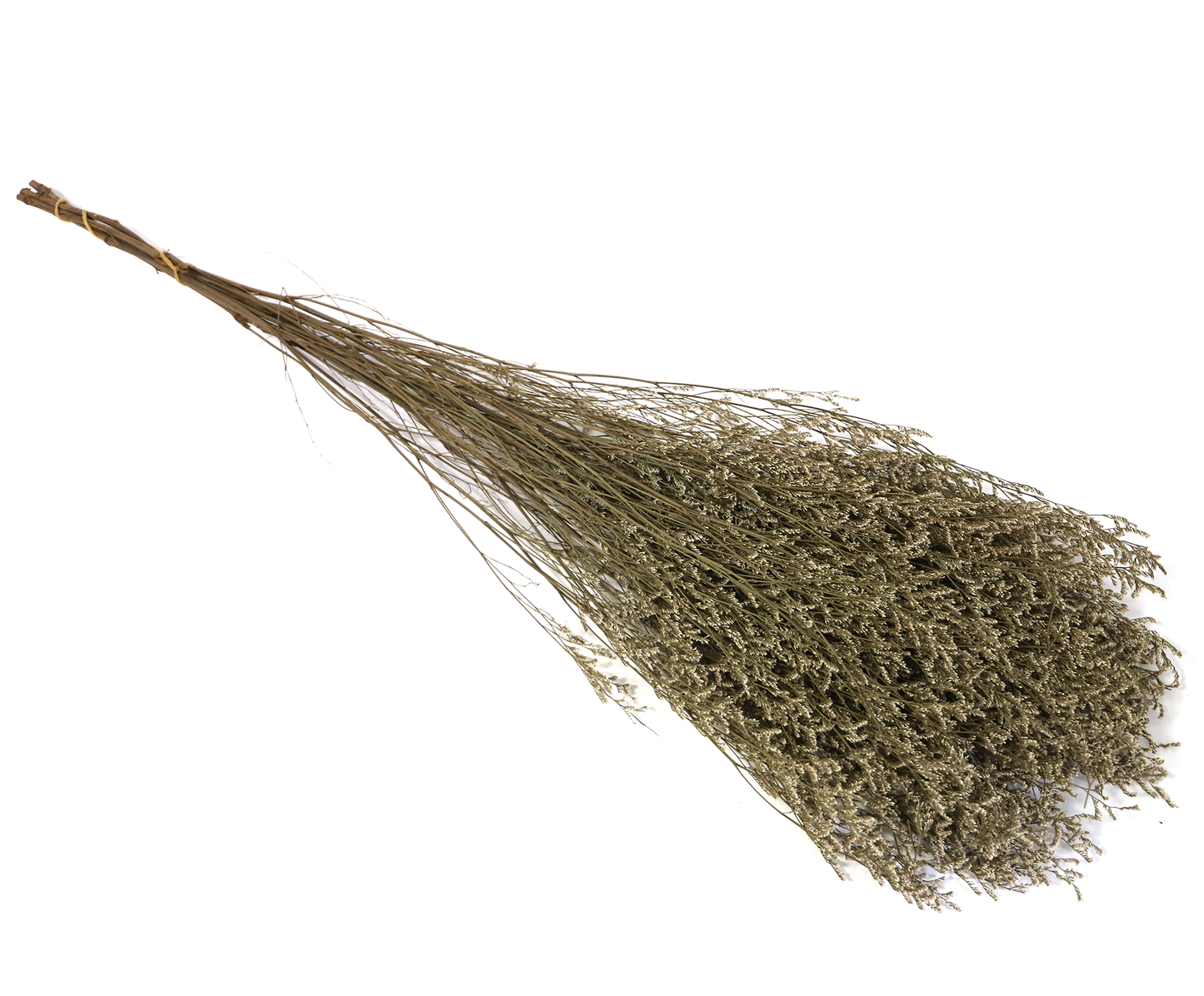 Getrocknete Gräser in vielen Farben (Bund)