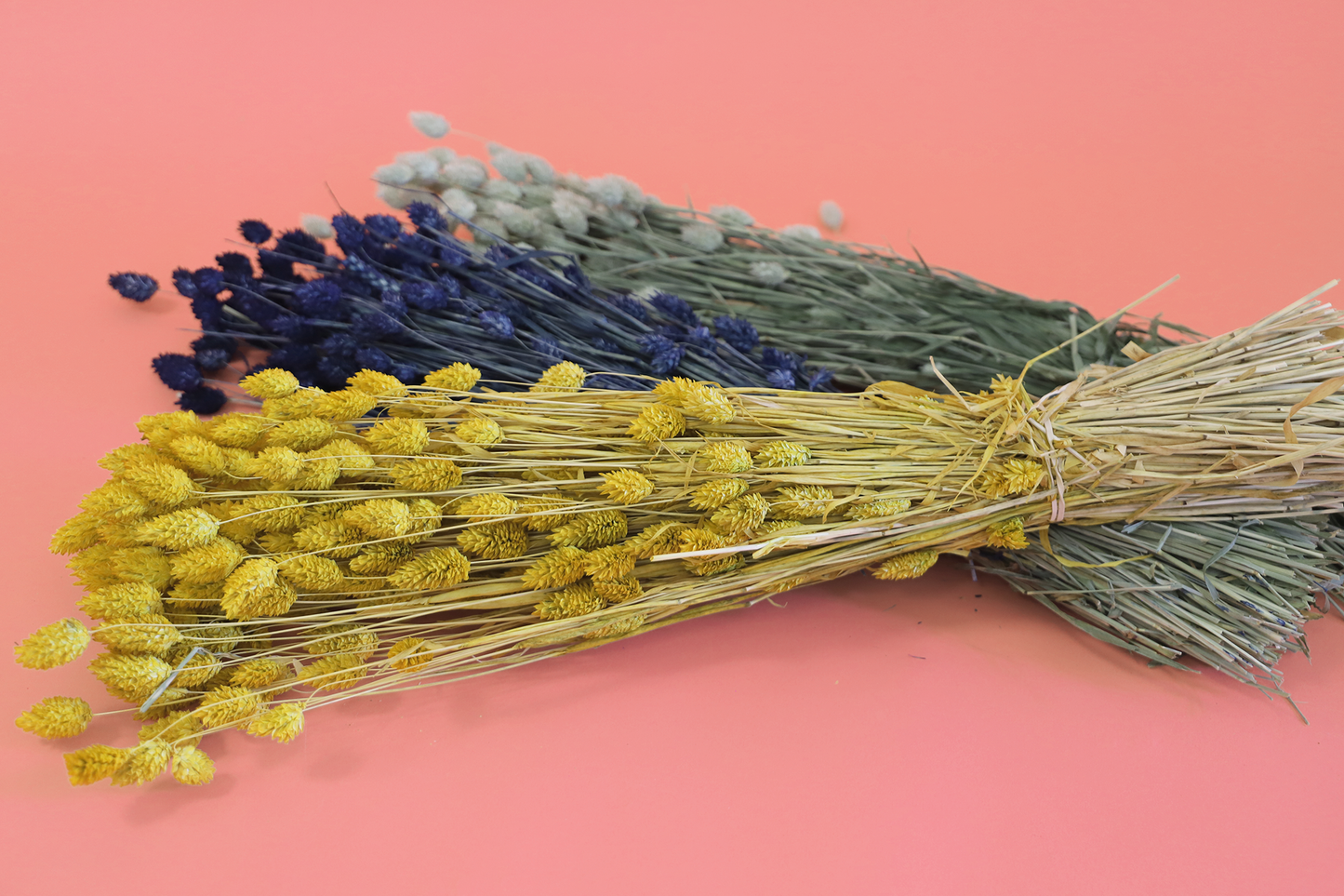Getrockneter Phalaris in vielen Farben (Bund)