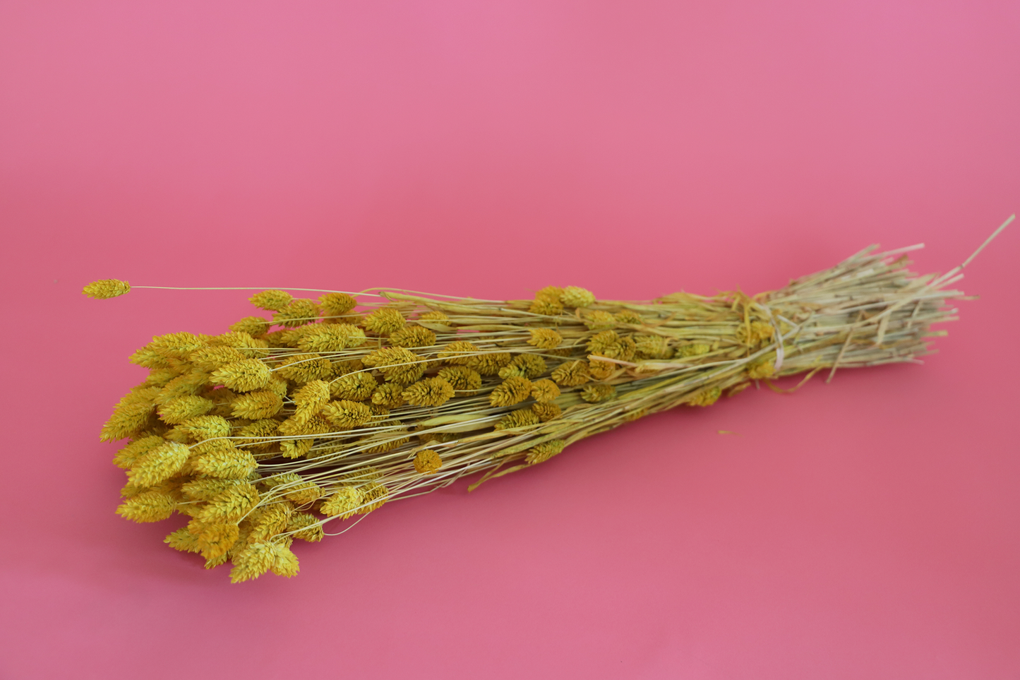 Getrockneter Phalaris in vielen Farben (Bund)