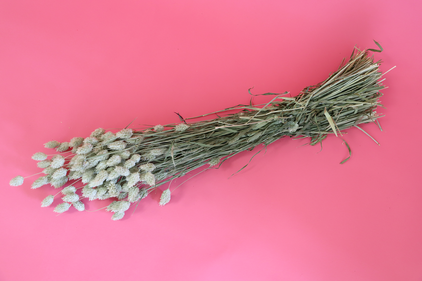 Getrockneter Phalaris in vielen Farben (Bund)