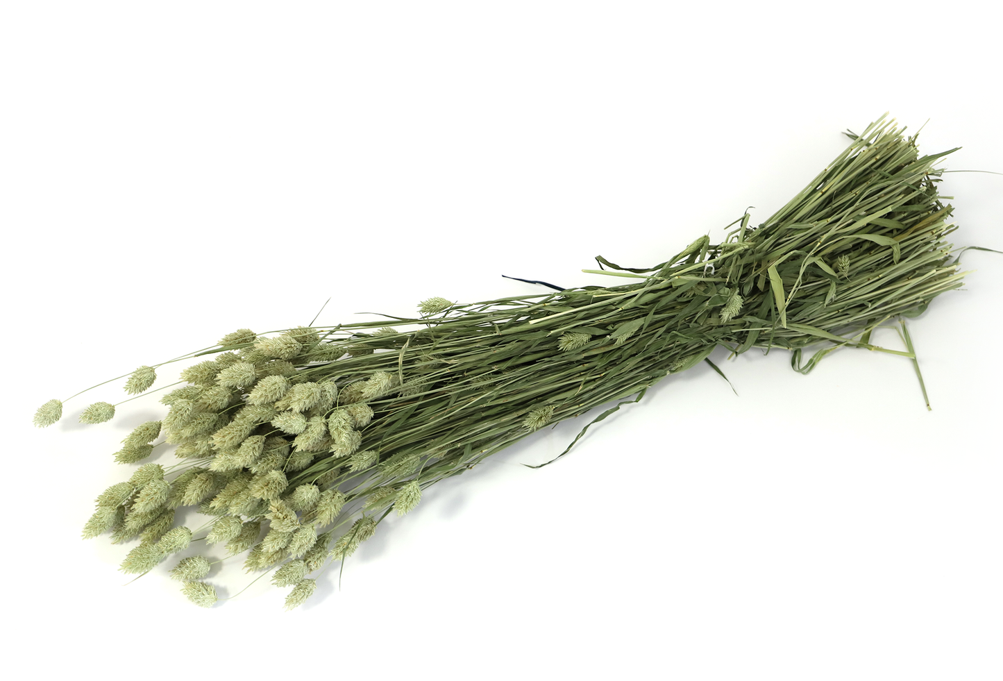 Getrockneter Phalaris in vielen Farben (Bund)