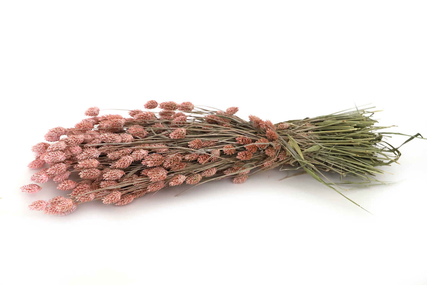 Getrockneter Phalaris in vielen Farben (Bund)