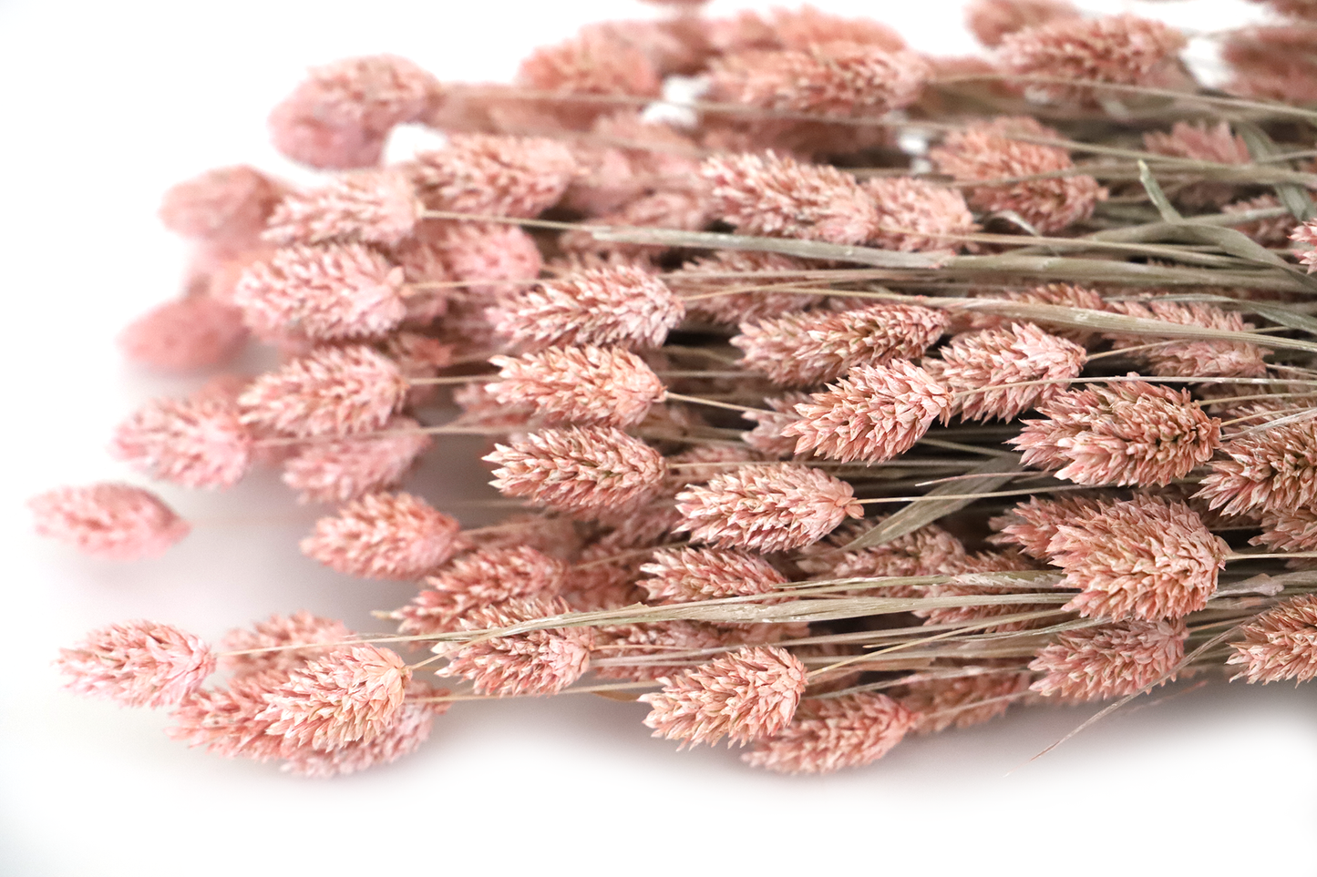 Getrockneter Phalaris in vielen Farben (Bund)