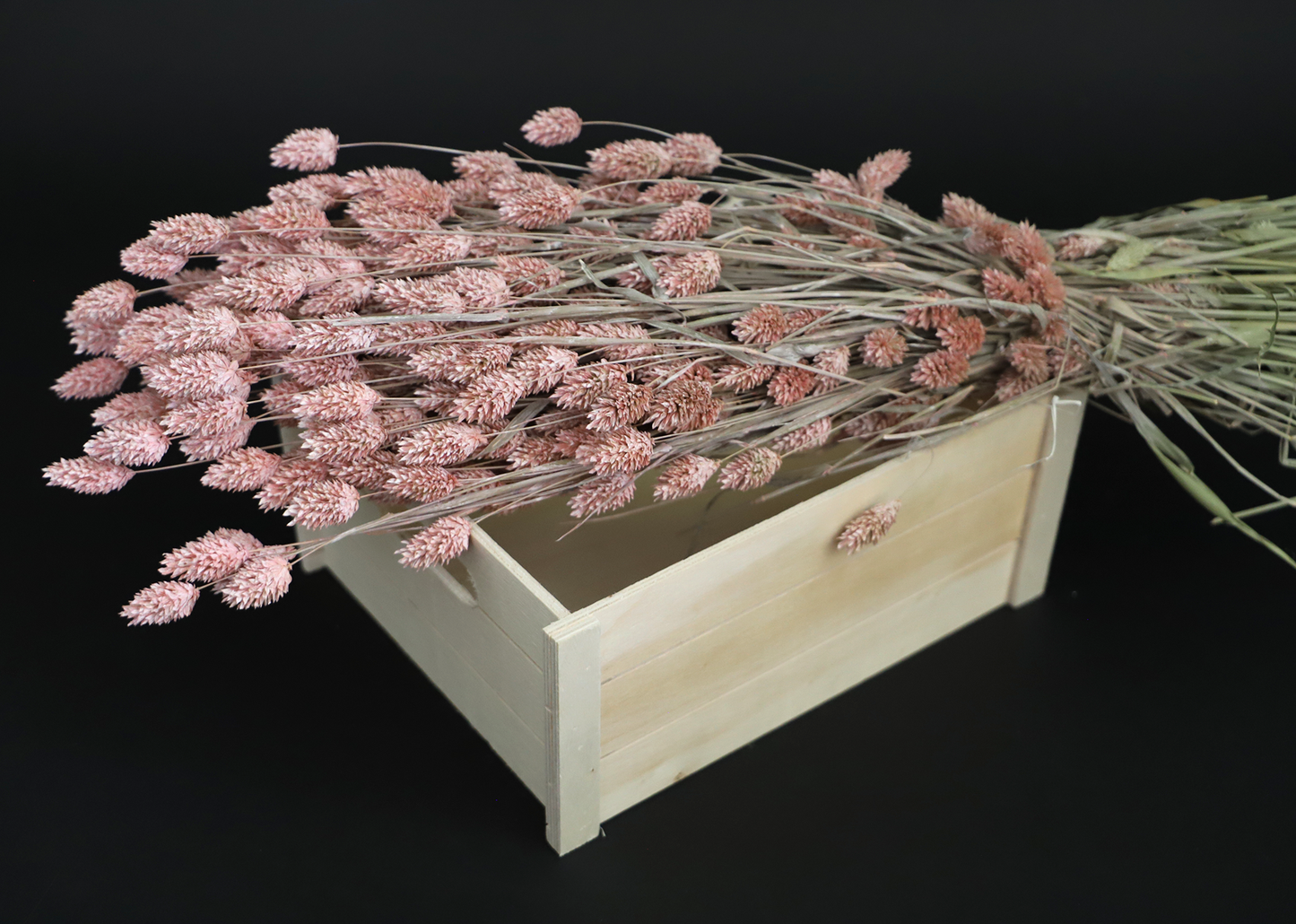 Getrockneter Phalaris in vielen Farben (Bund)