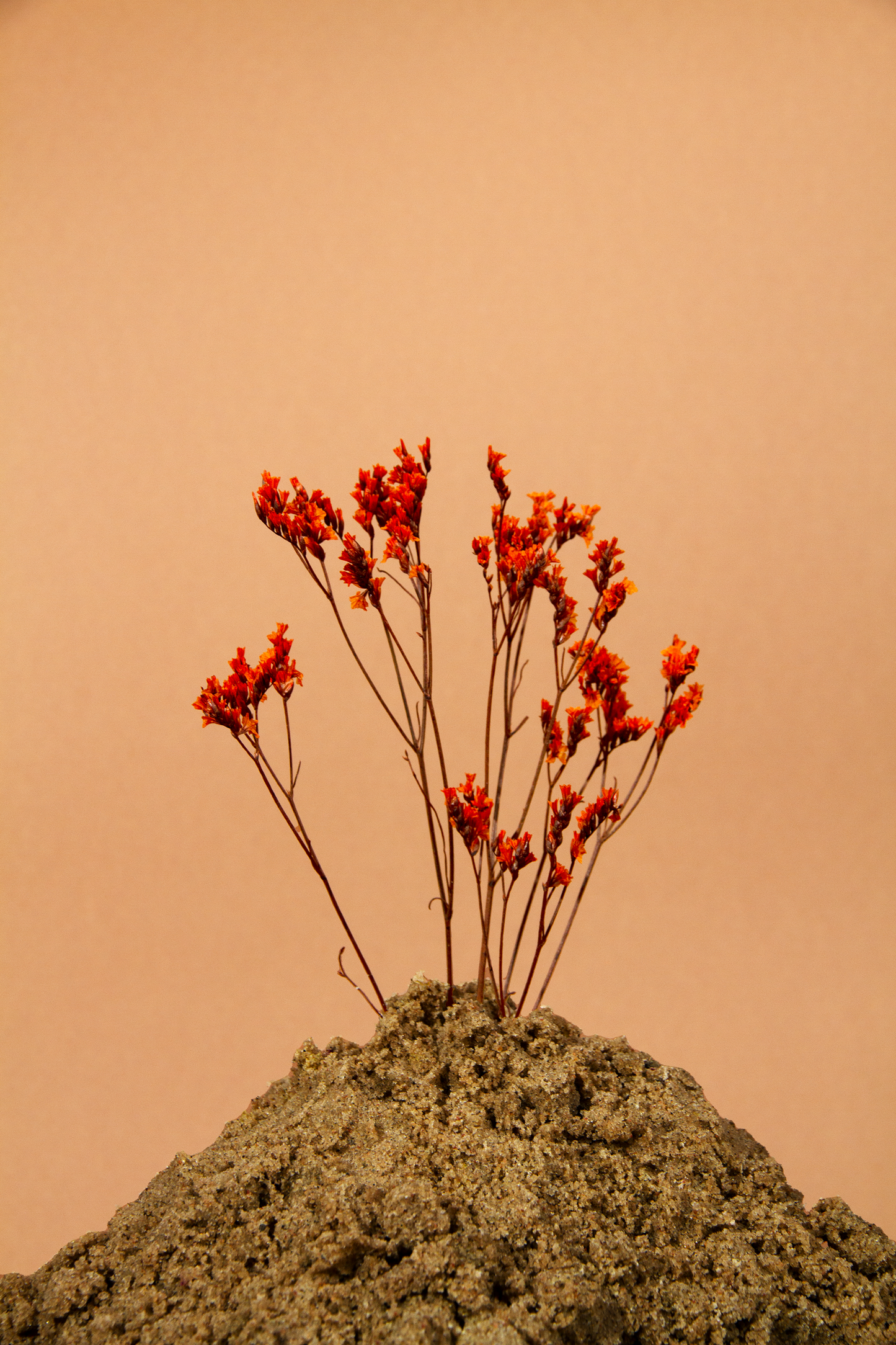 Getrocknetes Crystal Gras in vielen Farben (Bund)