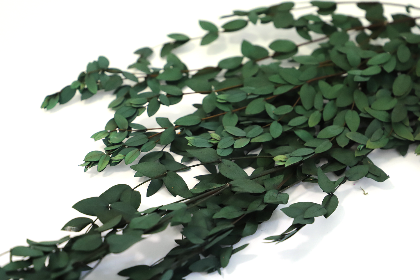 Getrockneter Eukalyptus in zwei Blattgrößen (Bund)